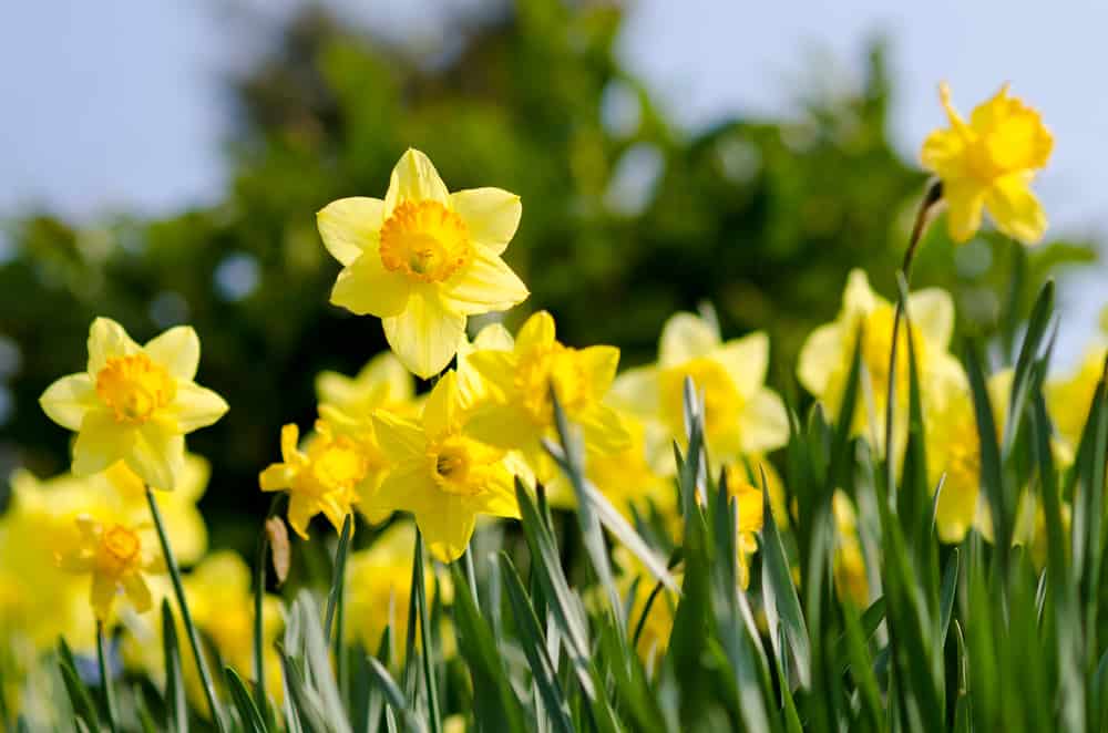 Daffodils in the Lake District