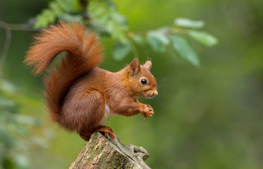 Red squirrel in the Lake District